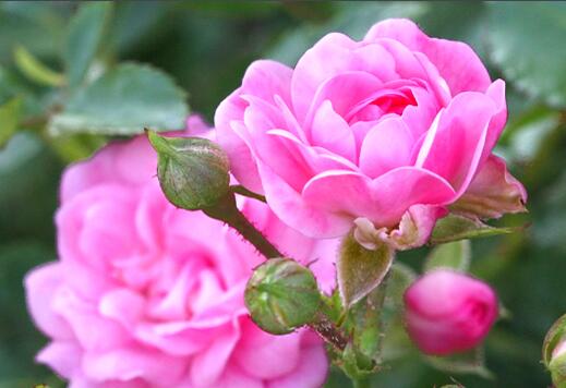 山茶花的别名,山茶花的功能与主治