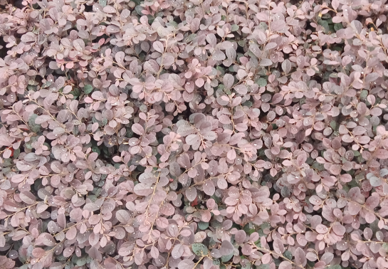 孕妇可以吃百香果吗？怀孕期间吃百香果需要注意这些！