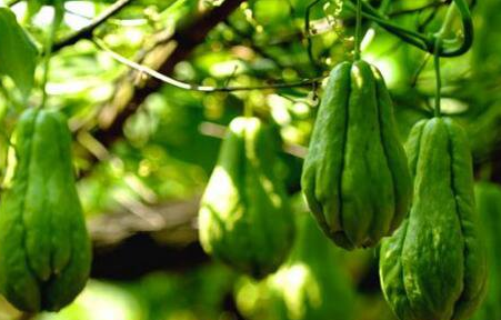 佛手瓜致癌是真的吗，佛手瓜为什么容易致癌