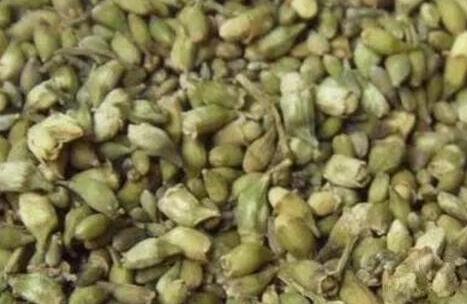 槐米茶的功效与作用及食用方法