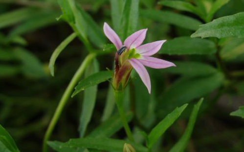 半边莲哪些人不能吃，半枝莲治好了我的癌症