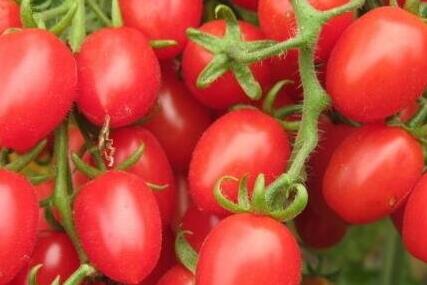 孕妇可以吃圣女果吗，孕期每天吃圣女果好吗