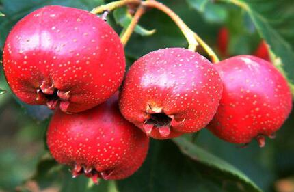 山楂不能和什么一起吃,山楂和什么食物相克