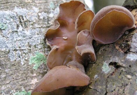 女人多吃木耳的好处，吃了一个月木耳瘦了很多