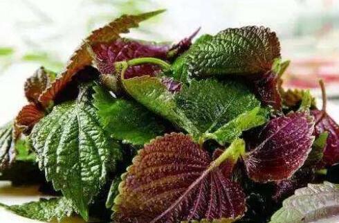 女人吃紫苏有什么好处，紫苏对子宫的作用