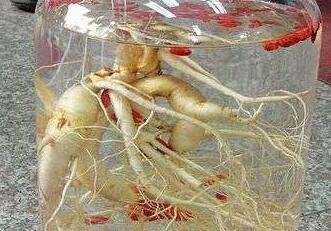 人参枸杞酒的功效与作用，人参枸杞酒的比例配方