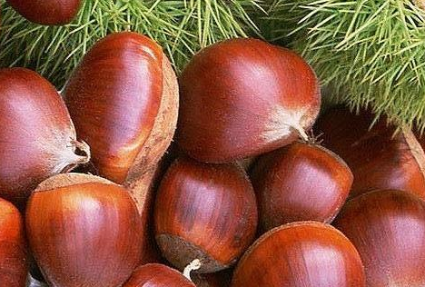 孕妇可以吃板栗吗，吃板栗有什么好处