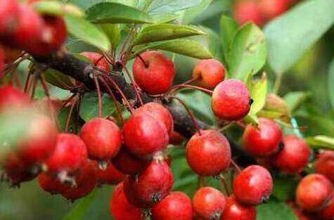 海棠果是苹果吗，海棠果和苹果的区别