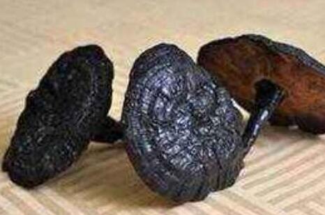 黑灵芝的功效与作用及吃法