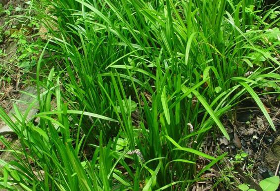 麦冬搭配什么就不寒凉了，麦冬的副作用太大了