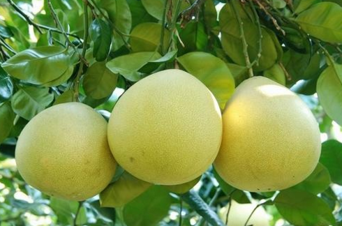 柚子的功效与作用，柚子的禁忌与副作用