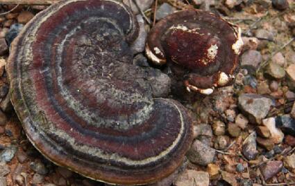 灵芝草的功效与作用及食用方法