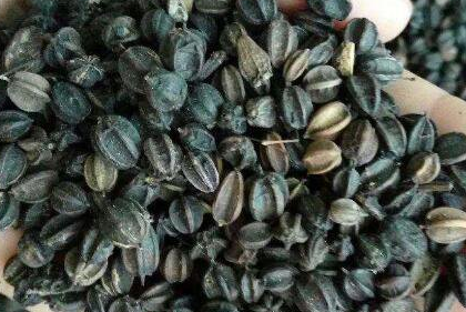 刺五加籽喝几粒为宜，刺五加籽的用法与用量