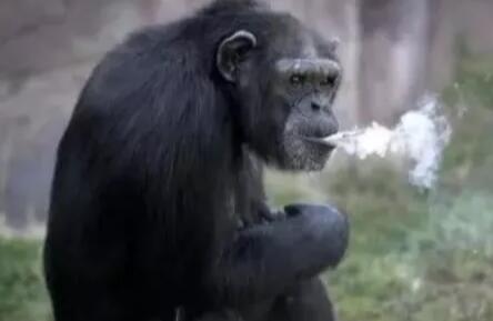 李佳琦抽烟怎么回事，吸烟对健康的这些危害了解一下！