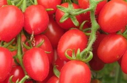 圣女果减肥法三天瘦8斤，吃圣女果长胖了3斤