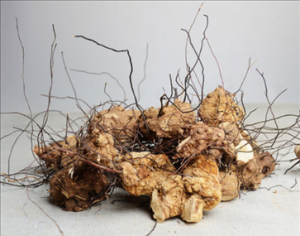 无比加革是什么 无比加革有哪些功效与作用