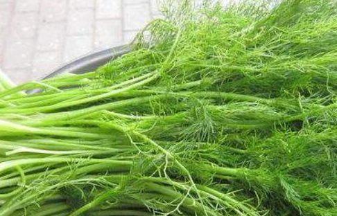 小茴香的功效与作用及禁忌