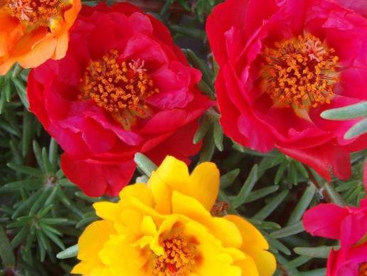 茶水中的茶多酚到底是什么物质呢