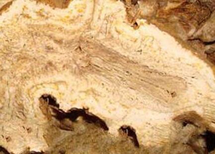 参苓白术散的功效与作用及配方