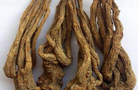 全当归的功效与作用及禁忌