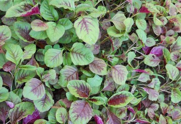 苋菜是什么样的，苋菜的图片