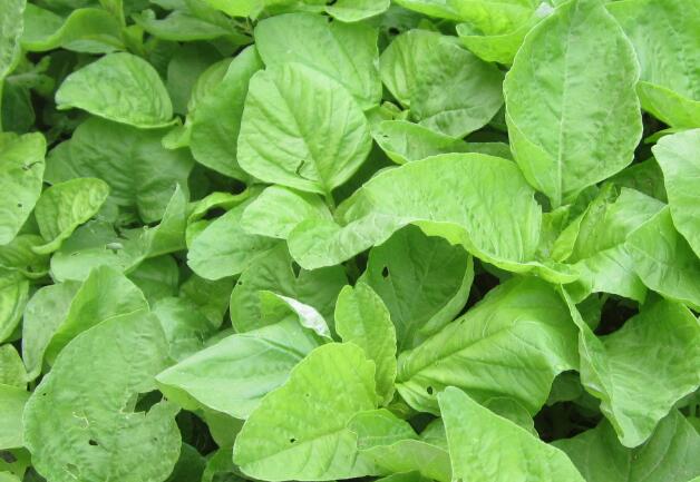 苋菜是什么样的，苋菜的图片