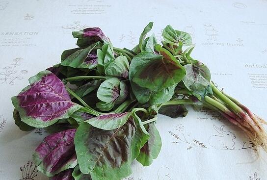 苋菜是什么样的，苋菜的图片