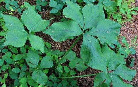 透骨草的功效与作用及禁忌