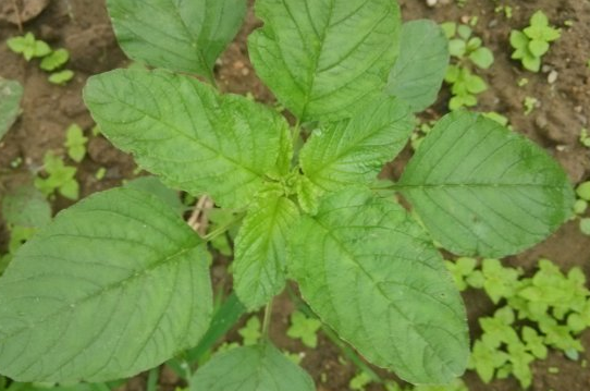 什么是野苋菜，野苋菜的功效与作用及危害