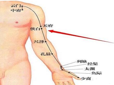 肺经的准确位置图和作用，手太阴肺经循行路线