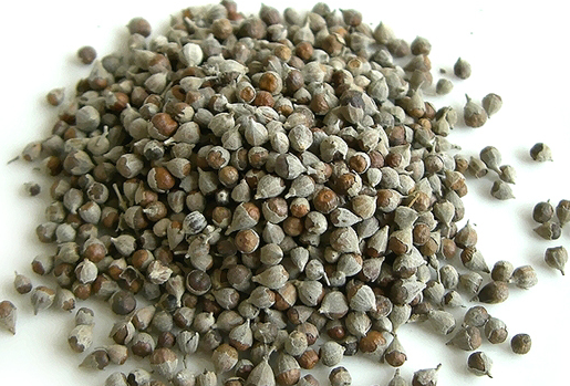 圣洁莓的功效与作用及禁忌