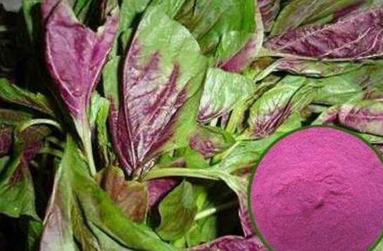 苋菜红是什么，苋菜红是天然色素吗