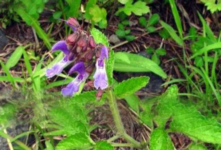 丹参泡水喝的功效，丹参泡水喝的副作用