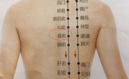 督俞的作用与功效，督俞的准确位置图和作用