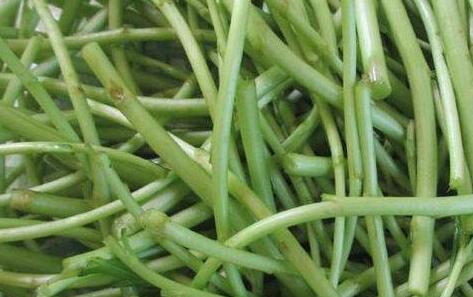 芦蒿的功效与作用,芦蒿的做法