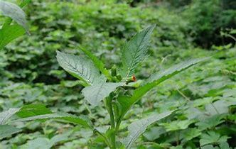 茼蒿和芦蒿有什么区别是什么？