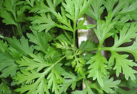 艾草泡脚的功效与作用，艾草泡脚的禁忌