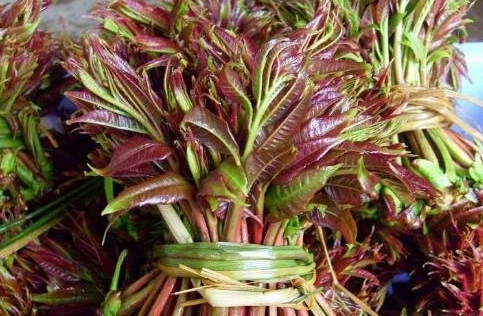 香椿的功效与作用及禁忌