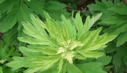 新鲜艾草青团的做法，艾草青团的2种家常做法