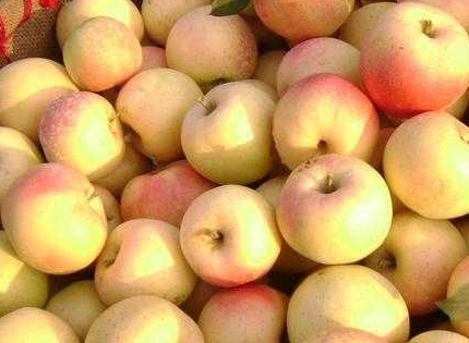 嘎啦果和苹果的区别是什么？在哪里？