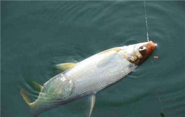 骨质疏松吃什么补充营养最好 这些食物能够将骨质调理到最佳