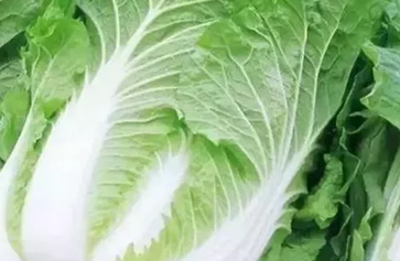 冬天吃白菜好但不能和什么一起吃 快告诉你的父母