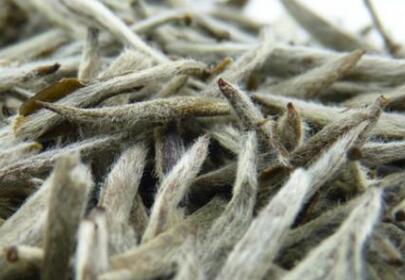 白毫银针怎么泡，白毫银针茶的泡法