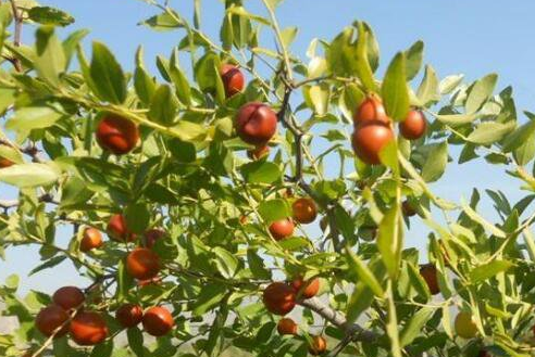 酸枣叶茶能长期喝吗，常喝酸枣叶茶有副作用吗