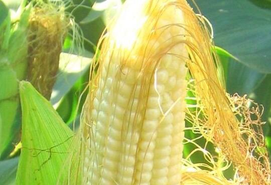 玉米热量：一个玉米的热量是多少？