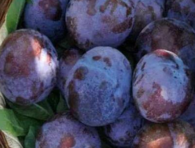 黑布林的功效和作用及禁忌