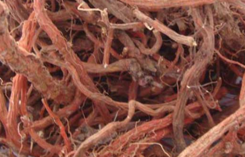 丹参保心茶的功效与作用及禁忌