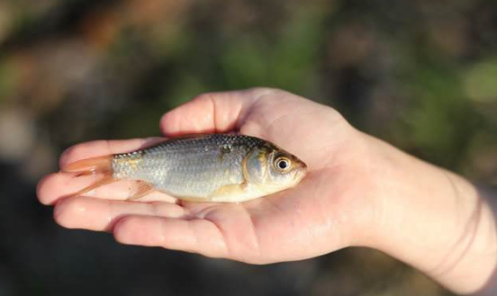 鲫鱼的营养价值与功效是什么