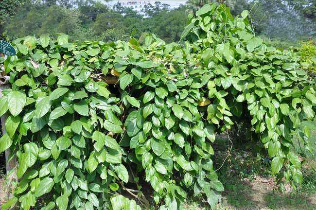 天仙藤的功效与作用,天仙藤的图片