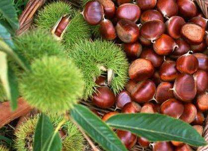 板栗的功效与作用，板栗的食用禁忌